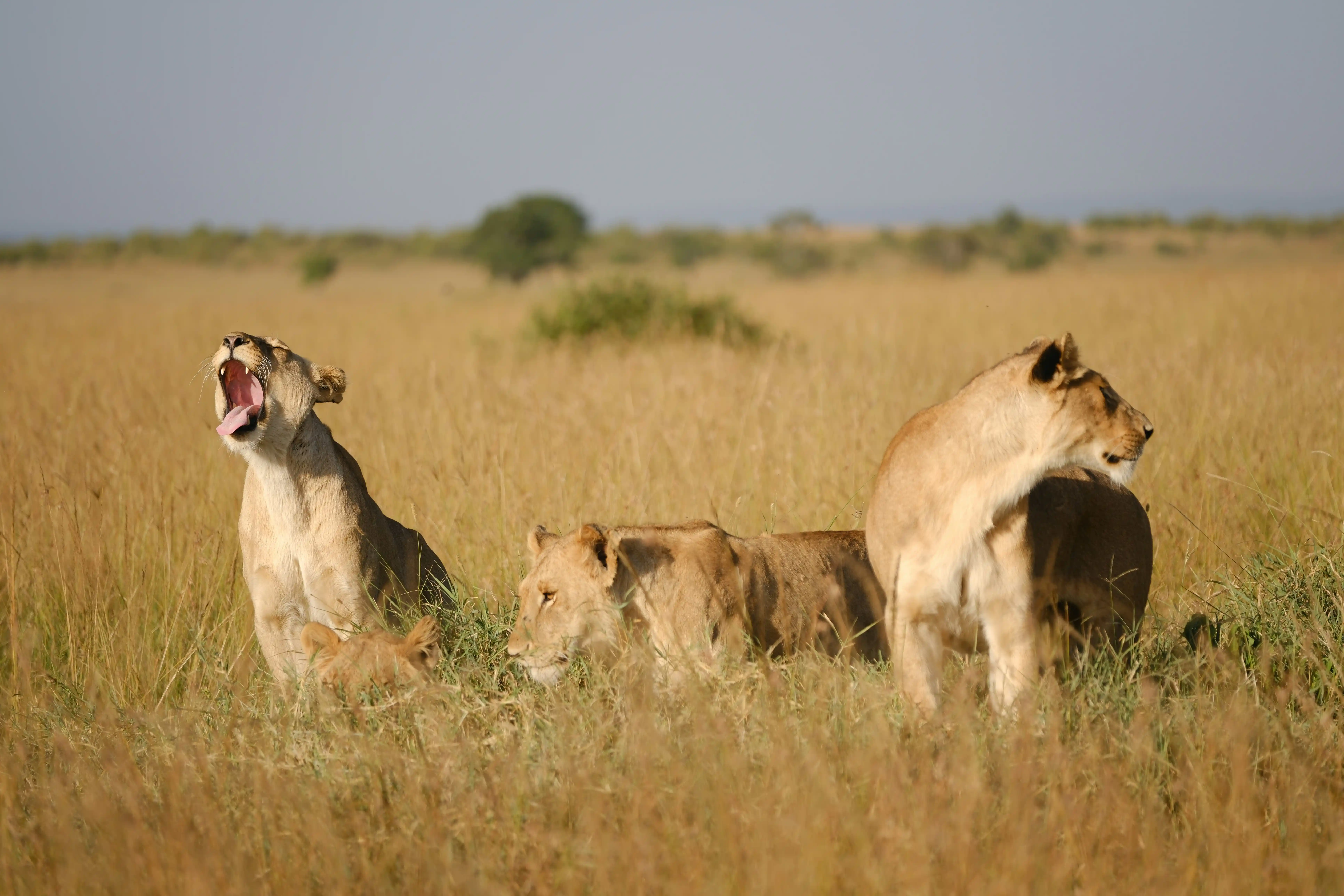 Tanzania Safari