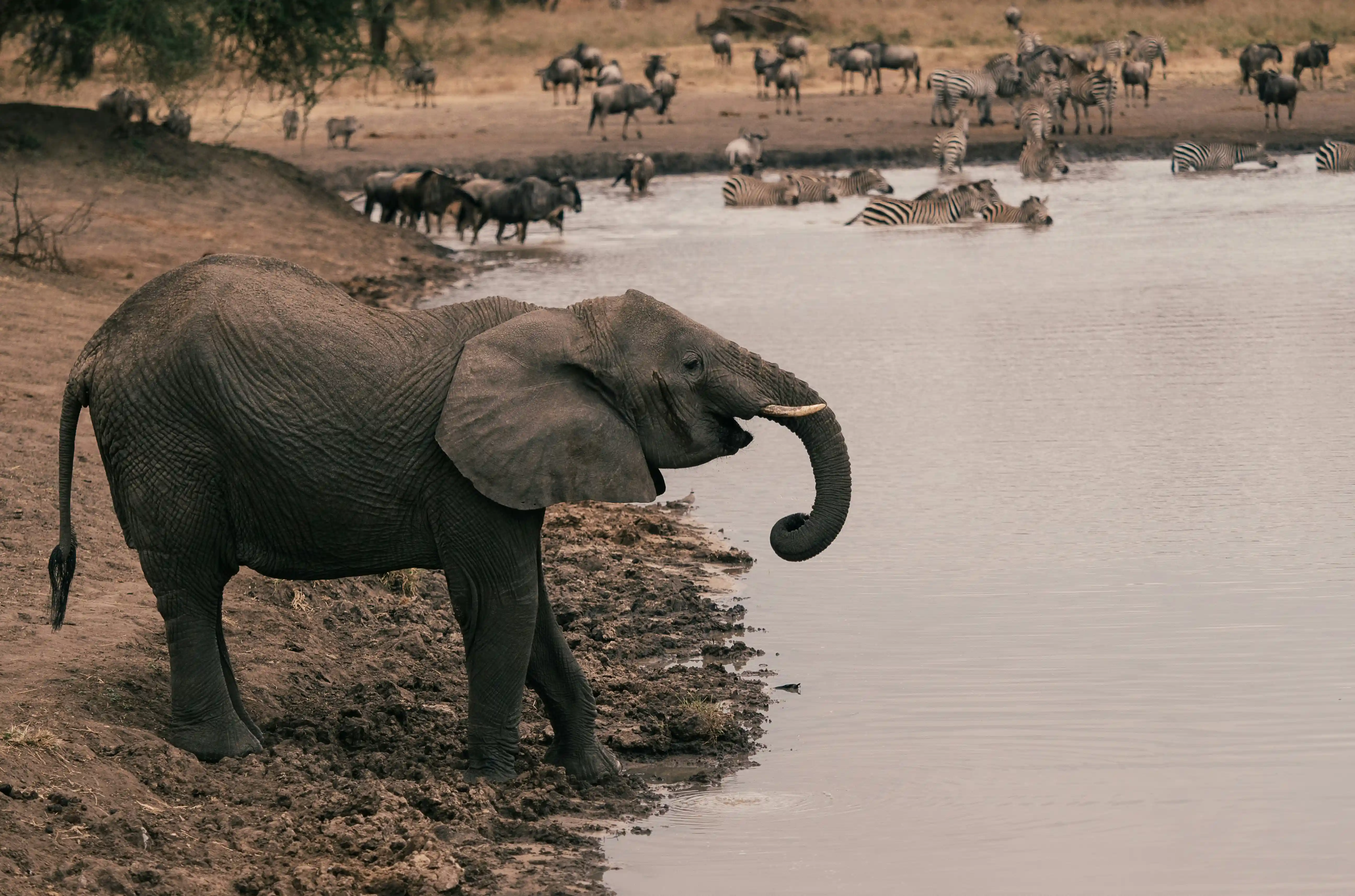 Budget Safari